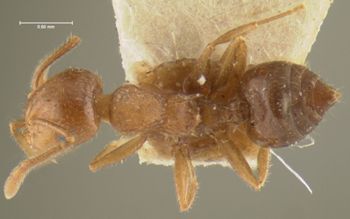 Media type: image;   Entomology 20799 Aspect: habitus dorsal view